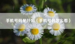 手机号码是什么（手机号码怎么看）