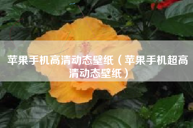 苹果手机高清动态壁纸（苹果手机超高清动态壁纸）